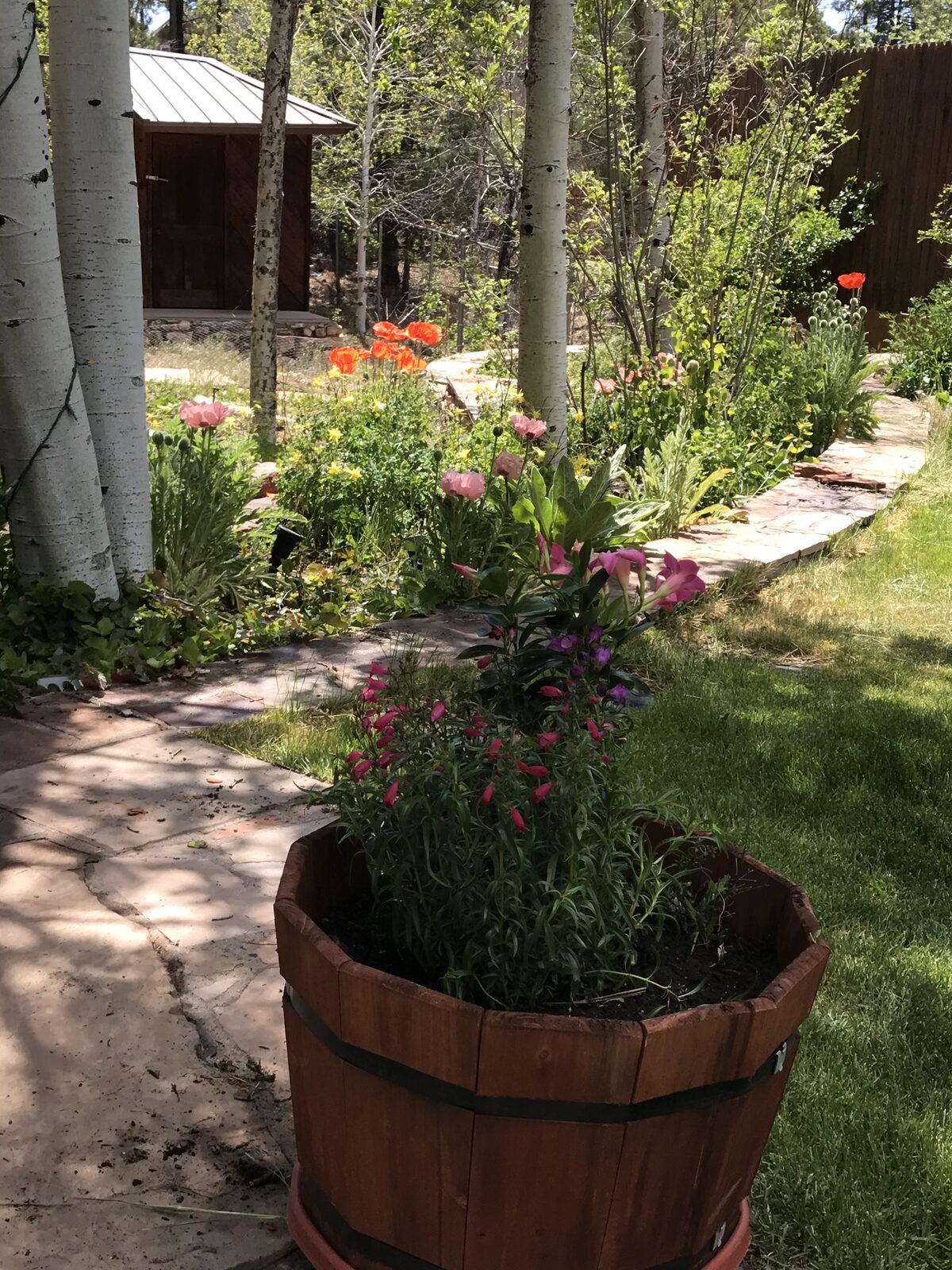 Flowers and stone in a high-desert garden